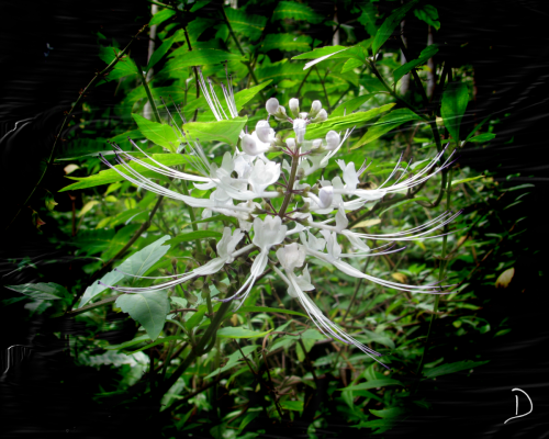 When One's Eyes Fail DBC_1200